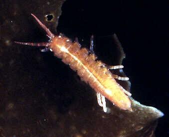 Idotea baltica 1-3 cm gyakori oldalról lapított test barnás-sárgás