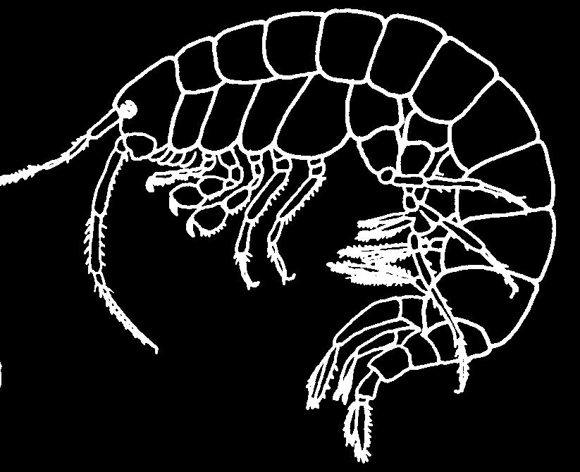 ) Felemáslábú rákok alrendje (Amphipoda) Gammarus fossarum