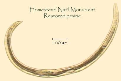 phylum Nematoda - fonálférgek