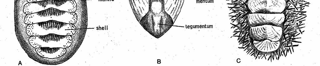 csatorna 6-80 ctenidium alig elkülönülő fej össze tudnak gömbölyödni moszatevők, rákokat is