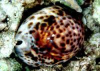 tutajcsiga Calyptraeacea szupercsalád Calyptraea