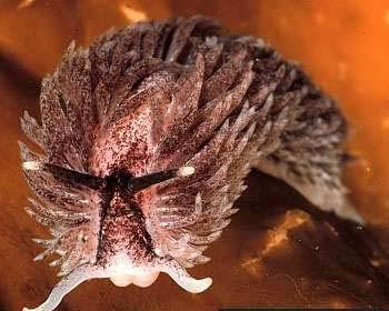 pillangók, bálnaabrak Nudibranchia
