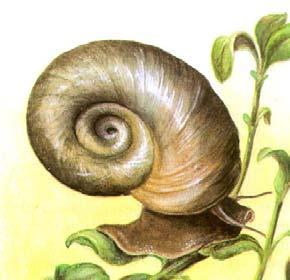 Planorbarius corneus nagy