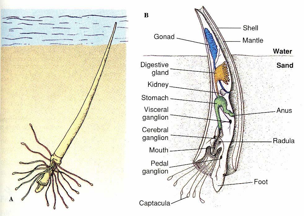 Scaphopoda