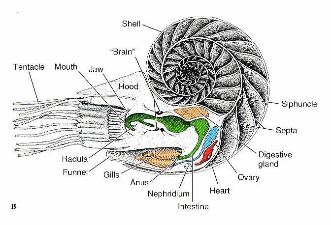 Nautilus