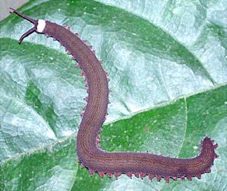 Szelvényes állatok (Articulata) szupertörzse Annelida - gyűrűsférgek törzse Onychophora - karmos