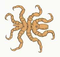 (Pauropoda) osztálya Szövőcsévések (Symphyla) osztálya