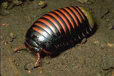 Myriapoda - soklábúak törzse Diplopoda - ikerszelvényesek osztálya leírt fajok száma kb.