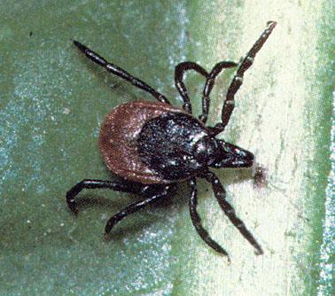 Atkák (Acari) alosztálya Ixodidae - kullancsfélék Ixodes ricinus pete lárva nimfa kifejlett