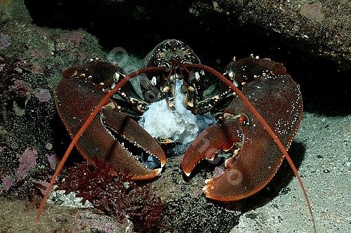 gammarus)