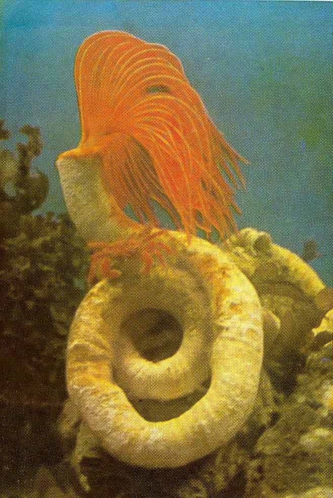 Phylum Annelida gyűrűsférgek classis Polychaeta - soksertéjűek Méretük: Eunice aphroditis (legnagyobb, 3 m és 1000 segm.