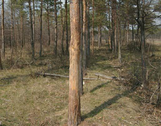 SZAKMAI MINDENNAPOK Taposási kára ahol nagyobb létszámú állománya él jelentõs, ráadásul sok váltót használ, a csemetést, vagy a fiatalost keresztül-kasul gázolja.