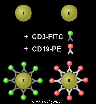 Áramlási citometria HLA-B27-FITC
