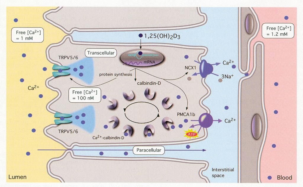 Az EC Ca 2+ koncentráció homeosztatikus endokrin szabályozásának áttekintése Ca 2+ Gátlás Serkentés PTH calcitriol csont vese GIS A calcitriol fokozza az intestrinális