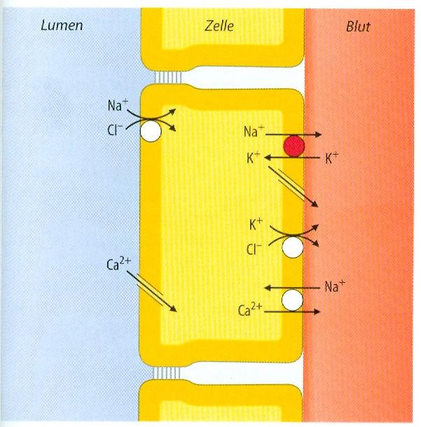 melyet a PTH szabályoz Kiválasztás: a filtrált mennyiség 1-3%-a: 2,5-7,5 mmol/nap Aktív Ca 2+ reabszorpció a disztális kanyarulatos csatornában A luminális Ca