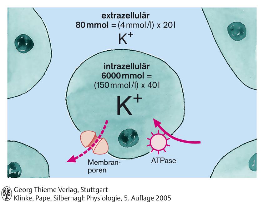 A test K + tartalma és megoszlása, normálértékek Teljes test Kb. 6.