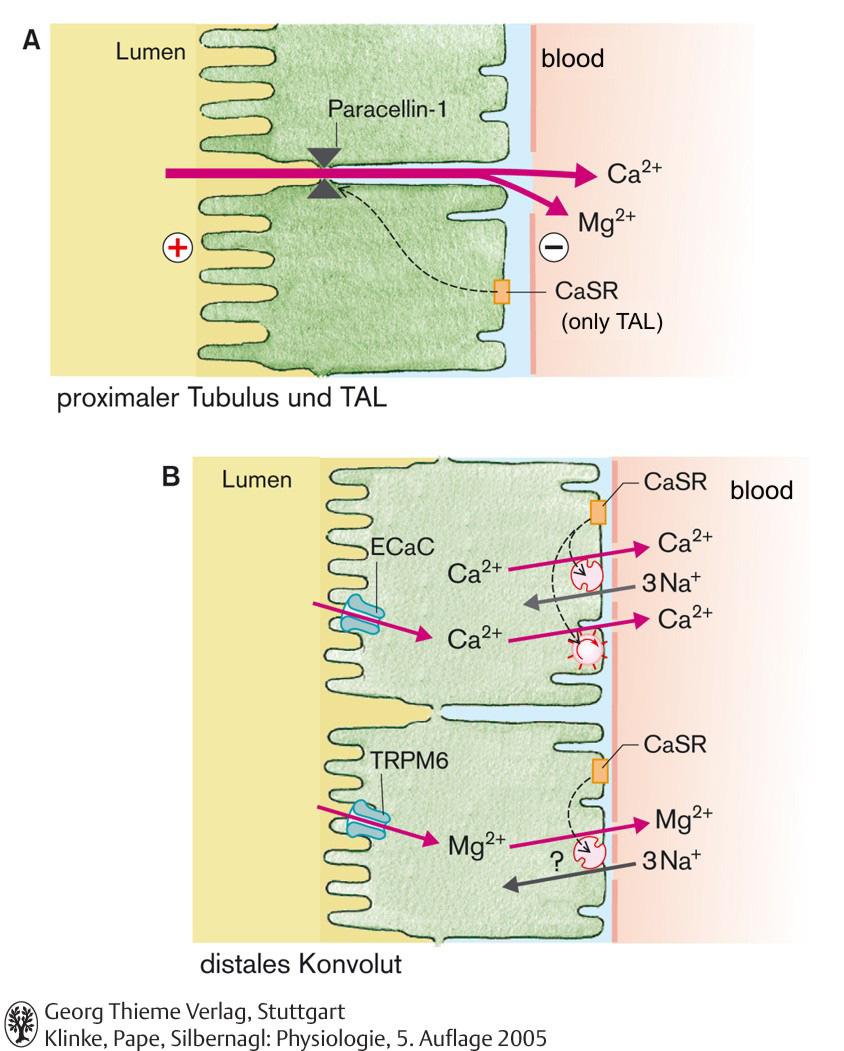 Az EC Ca 2+ direkt hatása a Ca 2+ visszaszívásra Ca 2+ aktiválja a Ca 2+ szenzor receptorokat, ami gátolja a Ca 2+ - visszaszívást Ca 2+ autoreguláció A szervetlen foszfát (P i ) sorsa a vesében A