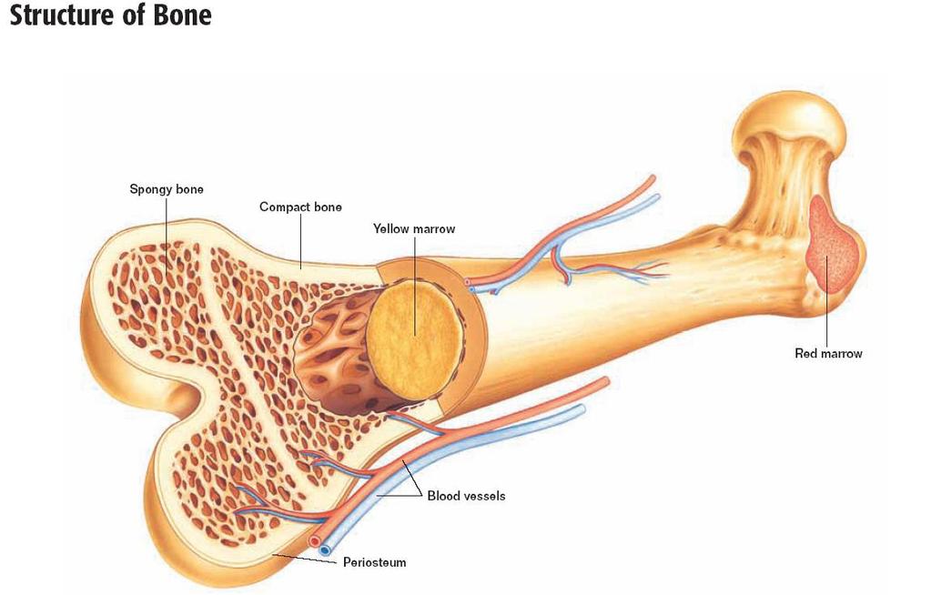 trabecular Peak bone mass