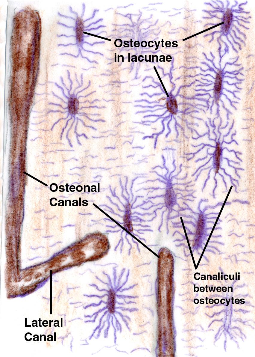 Osteoblastok: az osteoid fehérjék képzése; alkalikus foszfatáz, pirofoszfatáz: megemelik a Pi cc-t elősegítve