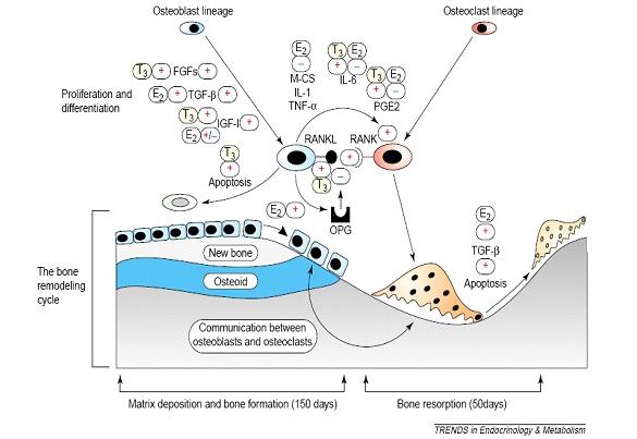 A csont remodeling hormonális szabályozásának háttere. A csont patológiás eltérései Osteomalacia: csontlágyulás: a csont ásványi/szervesanyag aránya lecsökken a mineralizáció károsodik.