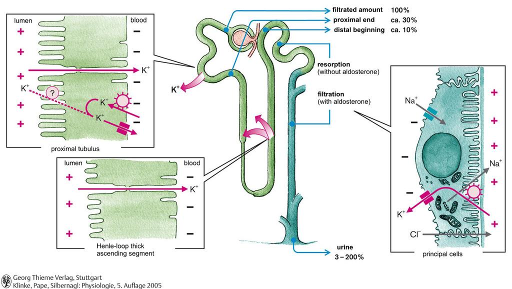 A vese K + -transzport folyamatai szekréció A K + sorsa a vesében Szabad filtráció, a filtrált mennyiség: GFRxP K =180 L/nap x 4 mmol/l= 720 mmol/nap A filtrált mennyiség 90%-a (650 mmol/nap) a