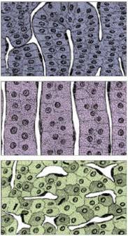 Mellékvesekéreg felépítése Zona glomerulosa 15% Mineralokortikoidok: aldoszteron
