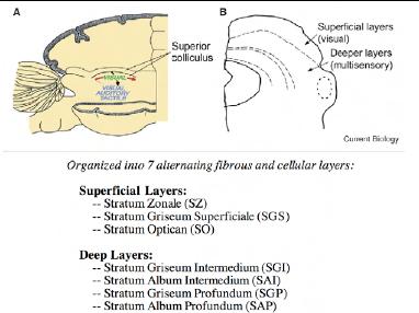 Superior colliculus } Optic tectum: kétéltűekben és halakban ez a legfontosabb átkapcsoló állomás még.