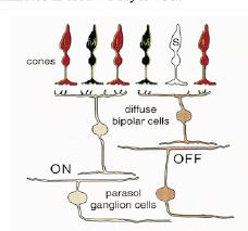 MAGNO PARVO Parvocellular KONIO Post retinal pathways } Optic