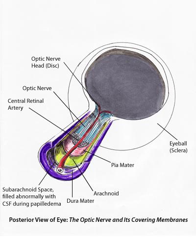 } Optic Chiasm: partial decussation of optic nerve fibers
