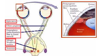 Central projections of the retina