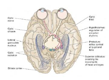 nucleus CGL -layers