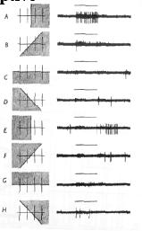 CGL RF properties Hubel and Wiesel (60s) Single-cell recordings in anesthetised cats Spatial frequency: } The number of cycles of a grating per unit of
