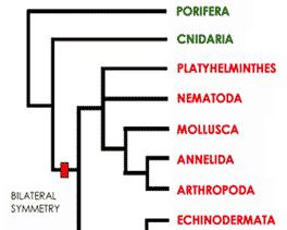 The traditional morphology-based phylogeny of the major animal phyla, based on the "hypothetical diagram" by Hyman