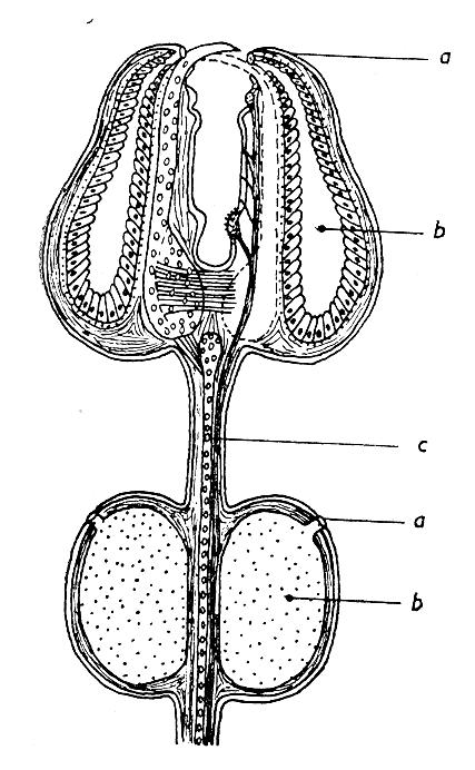 TENGERI SÜNÖK (ECHINOIDEA) osztálya 46 család Echinocyamus scaber, 0,5 cm