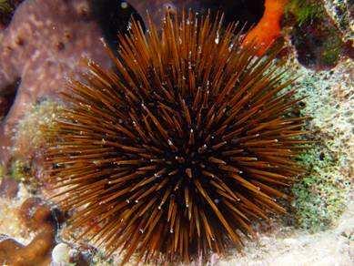 Euechinoidea alosztály Superordo: Echinacea Európa körüli