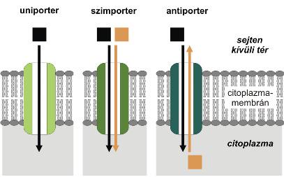 változások, transzlokáció) Kompetitív gátlás, nem kompetitív gátlás Ioncsatornák és pórusok (porinok, perforin, MACkomplement rsz.
