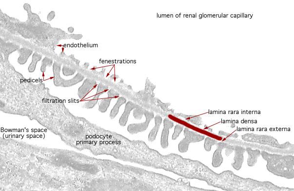 OzmolaLitás: molális koncentráció (osm/kg H 2 O)vs. OzmolaRitás: moláris koncentráció (osm/l), hőmérséklet!