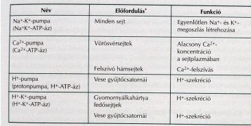 Plazmamembránban Primer pumpák Intracelluláris