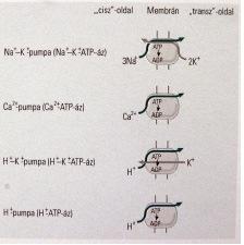 ABC transzporterek ATP Binding Cassette