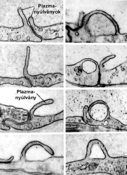 transzcelluláris paracelluláris Az orvosi élettan tankönyve,