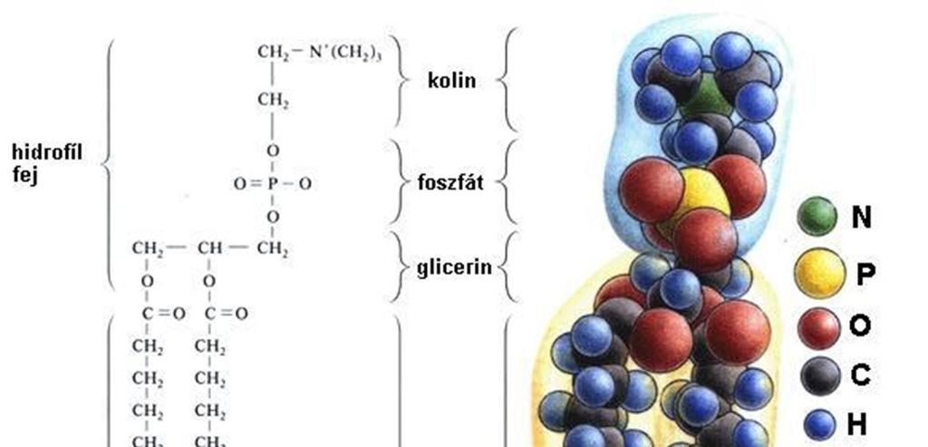 A) Lipid