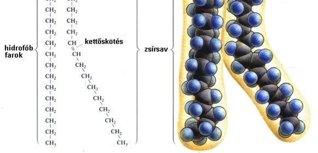 Amfipatikus