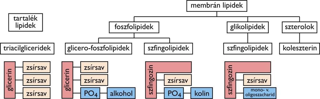 Éterlipidek: