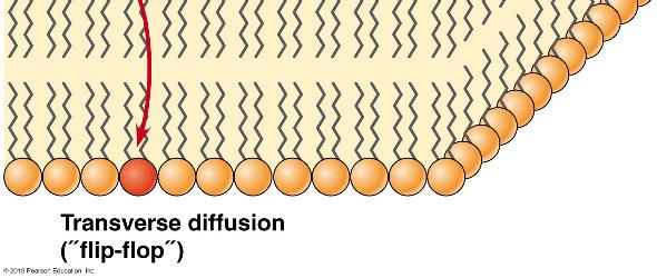 síkjában történő elmozdulása, lipidmolekulák helycseréje (10 7 /s), más membránalkotók (fehérje) akadályozza Rotáció, flip-flop Rotáció: az egész molekula