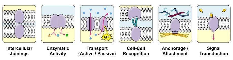 B) A membrán fehérje komponensei Közvetlen környezet (fejcsoport és zsírsav-összetétel) fehérje funkcióképessége Perifériás: a membrán poláros fejcsoport-régiójával, integráns fehérjével asszociálódó