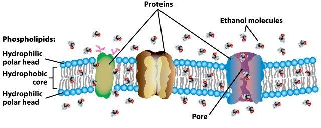 antiepileptikus és anitarrhythmiásszerek, vízhajtók,