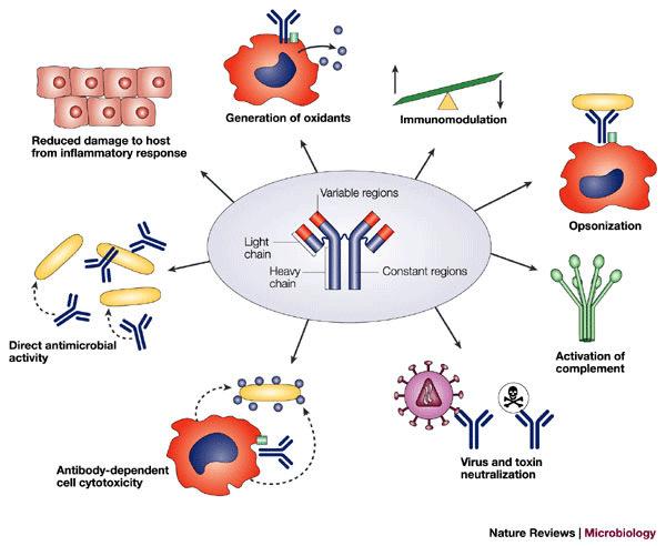 Az antitestek sokrétű szerepe az immun védekező folymatokban Monoklonális antitestek előállítása hybridoma technika Diagnosztika: