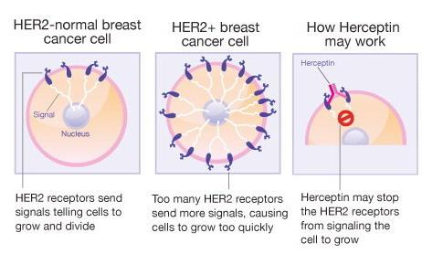 passzív immunizáció szérum ) Pl. HERCEPTIN (Trastozumab) (EGF: Epidermal Growth Fa