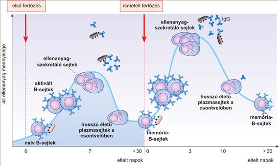 memória Az elsődleges és a másodlagos immunválasz