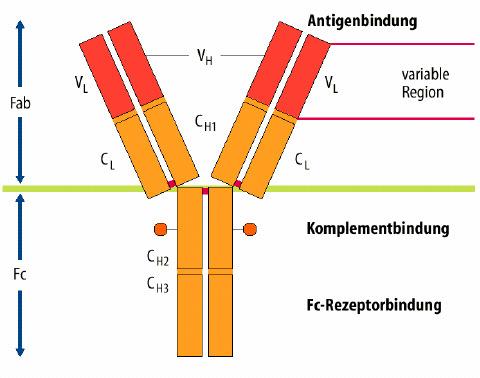 baktérium sejt fagocitózis az antigén érése antigén prezentáció: szöveti makrofágok (alveloláris, Kuppfer-sejt, bőr, mikroglia stb.